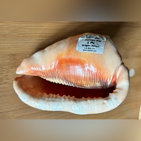 GORGEOUS CAMEO CYPRAECASSIS RUFA SEA SHELL AFRICAN BULLMOUTH HELMET - Picture 3 of 5